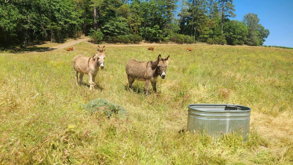 ADAMVS donkeys walking the field together