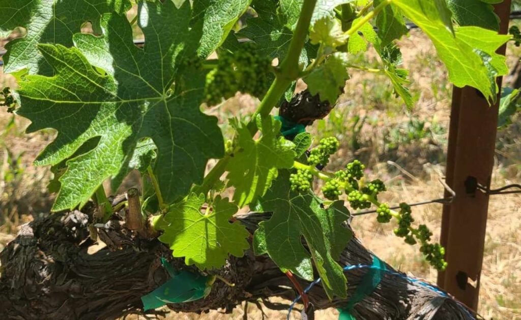Beautiful ADAMVS grapevine during vineyard tour.