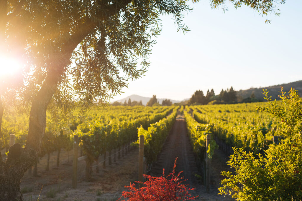 Darioush Estate Vineyard Golden Hour
