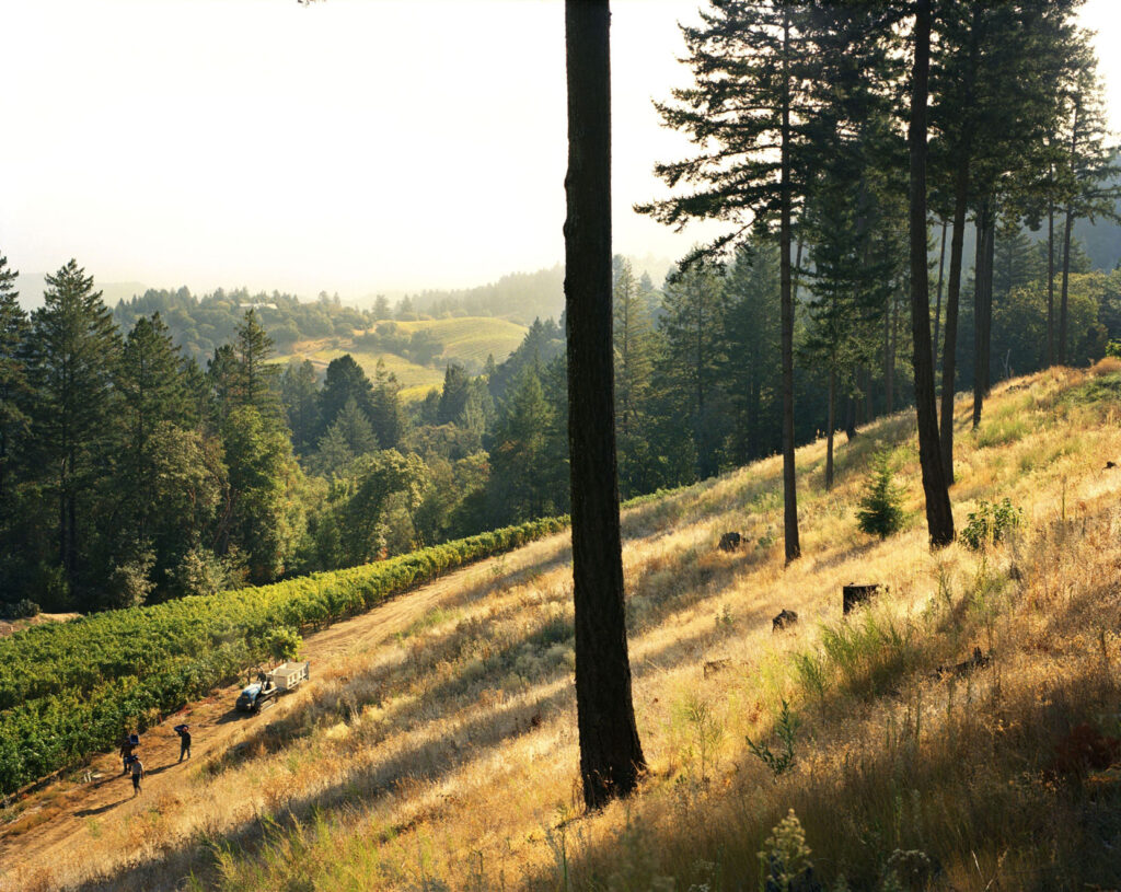 Darioush Sage Vineyard Mount Veeder Sloping Hillside