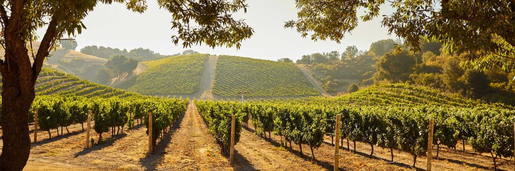 Discovering Clos Solène (5)