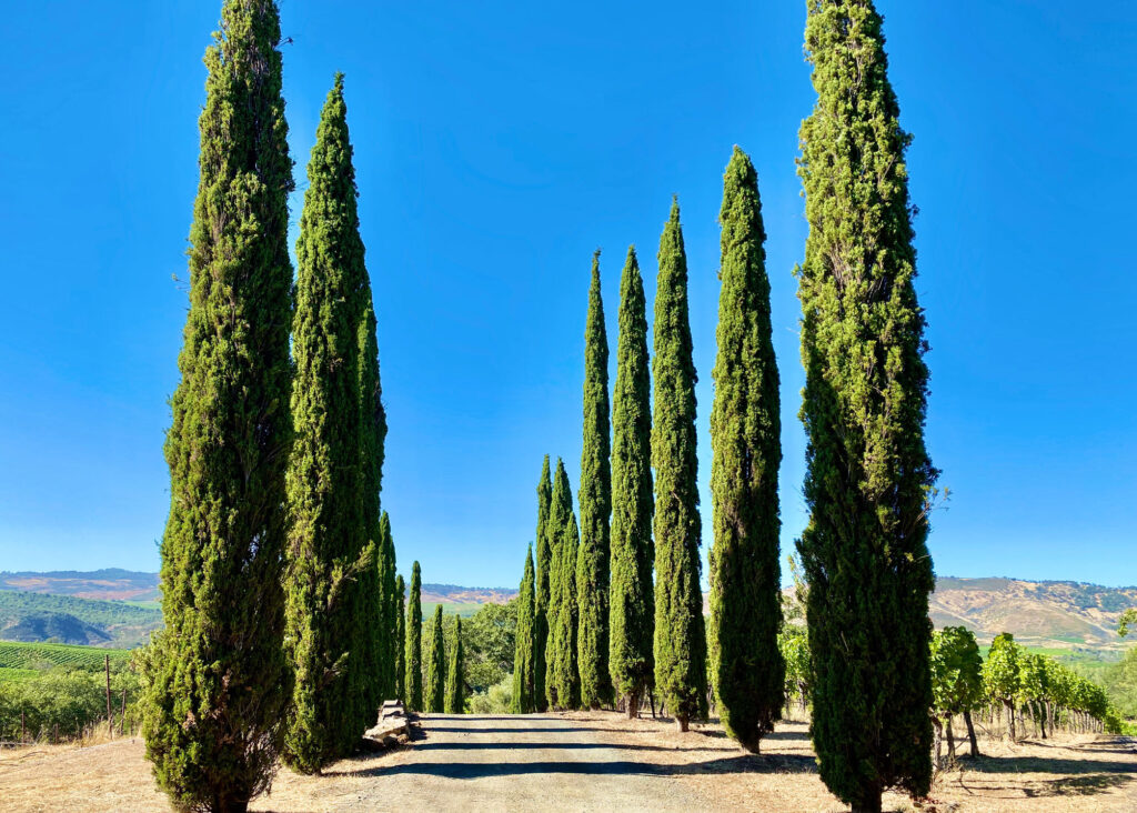 Napa Valley - (4)