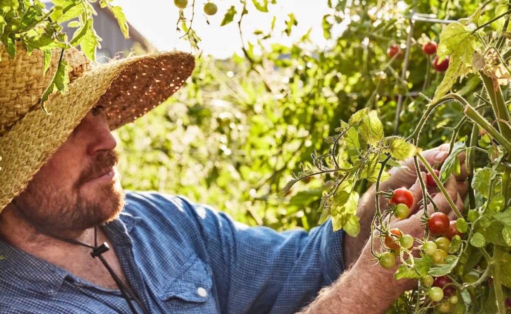 Nick Runkle, Farm Director at Stanly Ranch harvesting tomatoes from his garden.