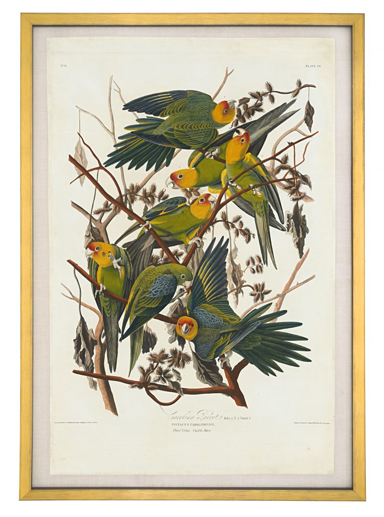 Aquatint of the Carolina Parakeet from the First Edition of John James Audubon’s Birds of America, London, 1827 Credit: Barry Lawrence Ruderman