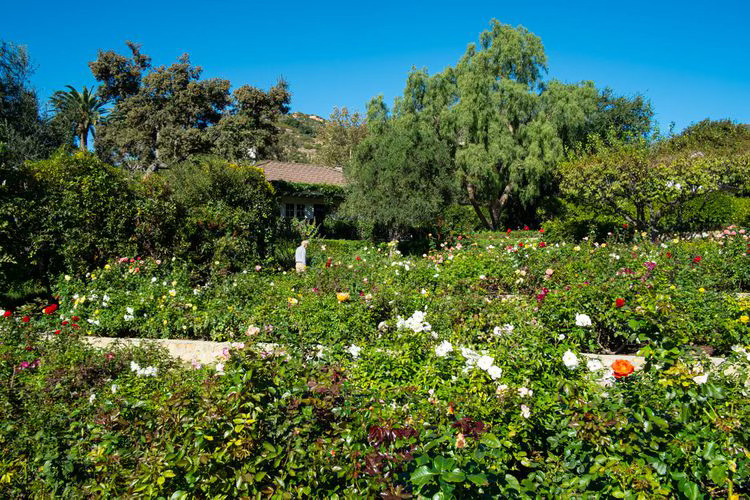 San Ysidro Ranch - Blooming Flower
