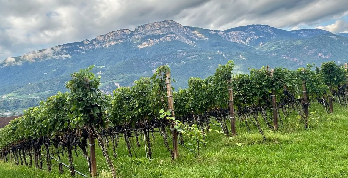 Alto Adige, Italy's most northern wine region near the Alps.