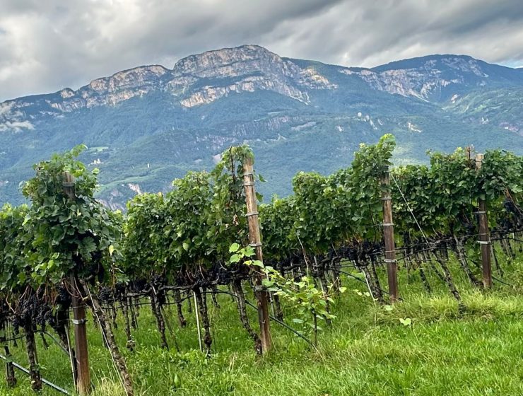 Alto Adige, Italy's most northern wine region near the Alps.