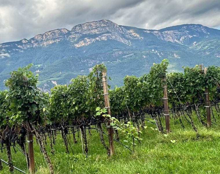 Alto Adige, Italy's most northern wine region near the Alps.