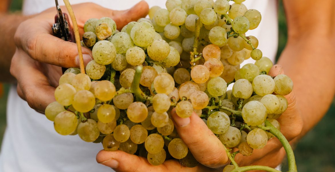 A man holding Dorona di Venezia grapes