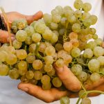 A man holding Dorona di Venezia grapes