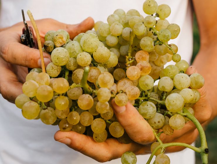 A man holding Dorona di Venezia grapes