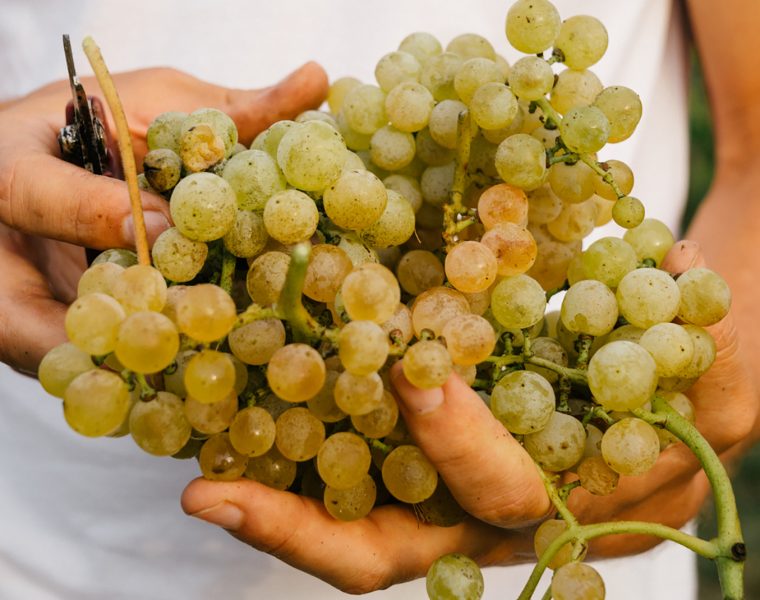 A man holding Dorona di Venezia grapes